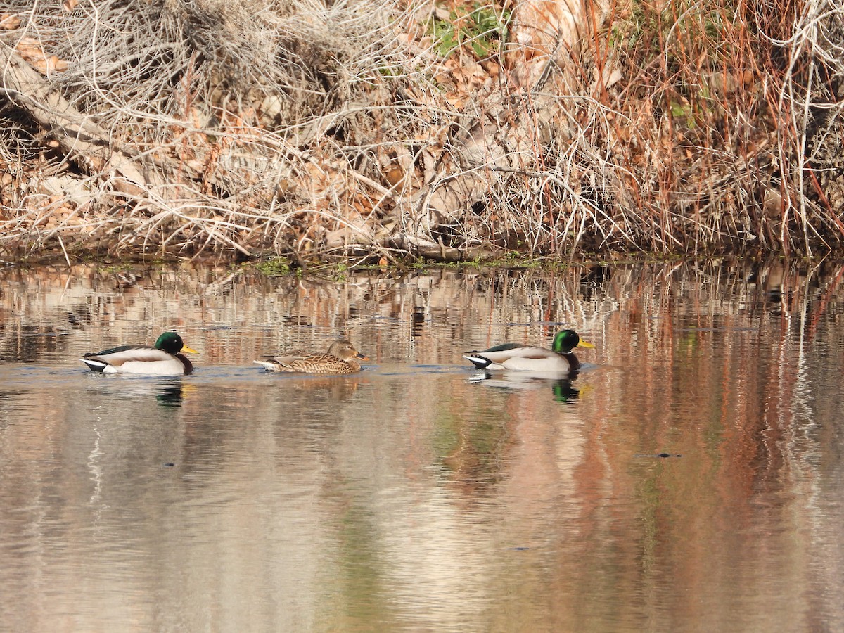 Canard colvert - ML612052798