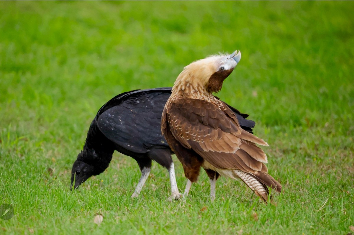 Crested Caracara (Northern) - Ardell Winters