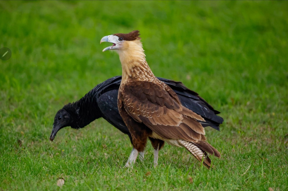 Crested Caracara (Northern) - Ardell Winters
