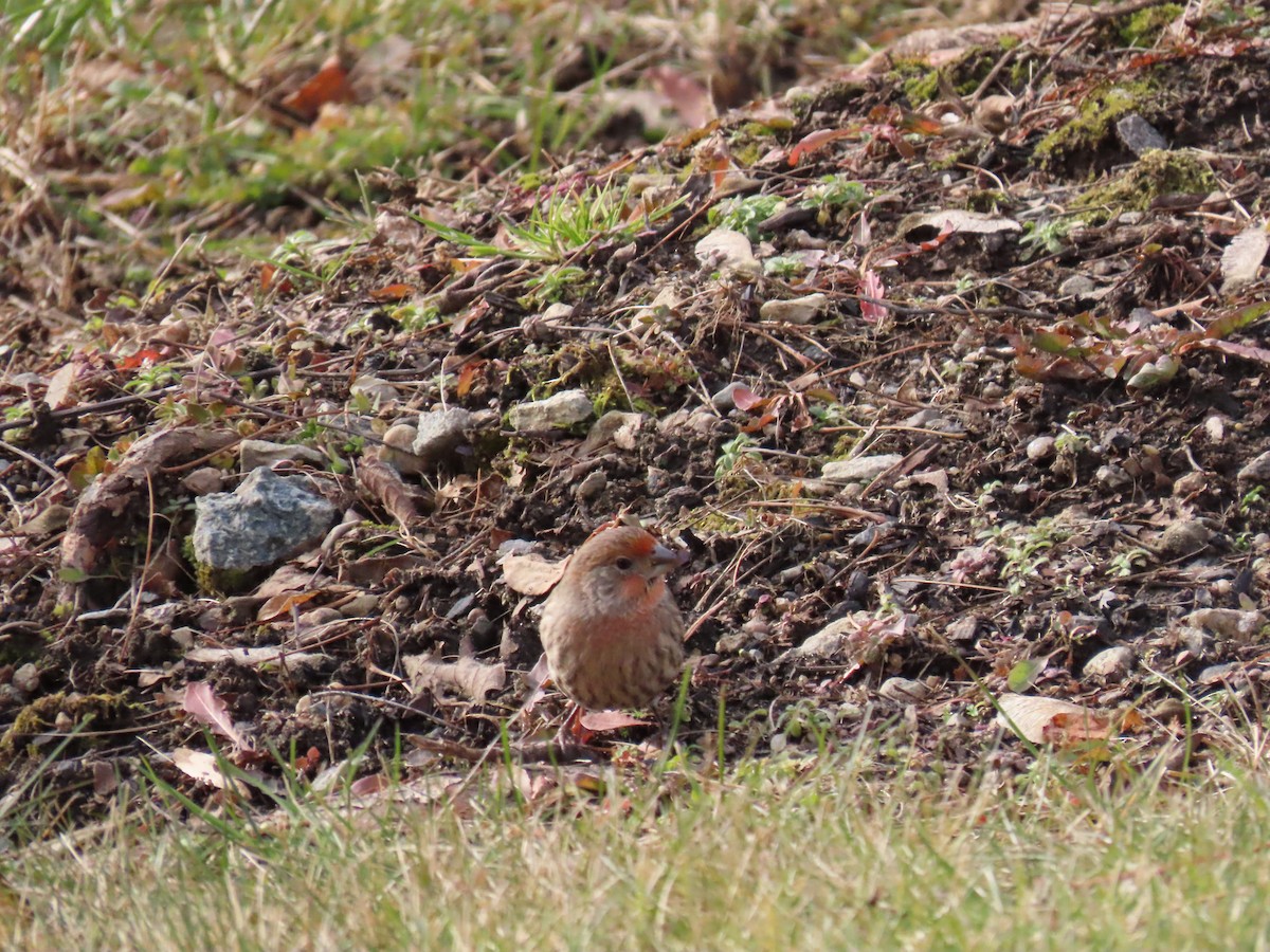 House Finch - ML612052970