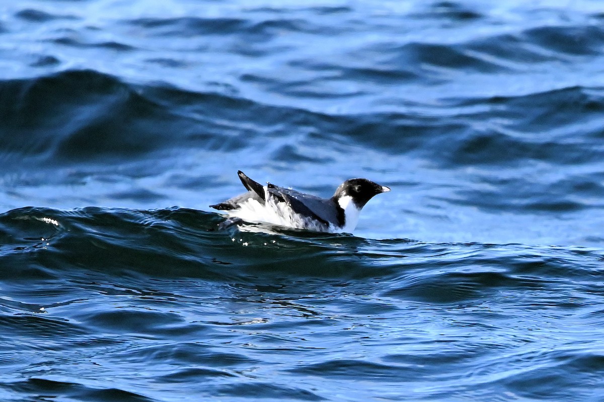 Guillemot à cou blanc - ML612052972