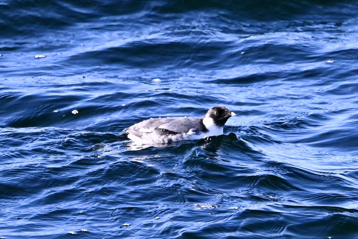 Guillemot à cou blanc - ML612052973