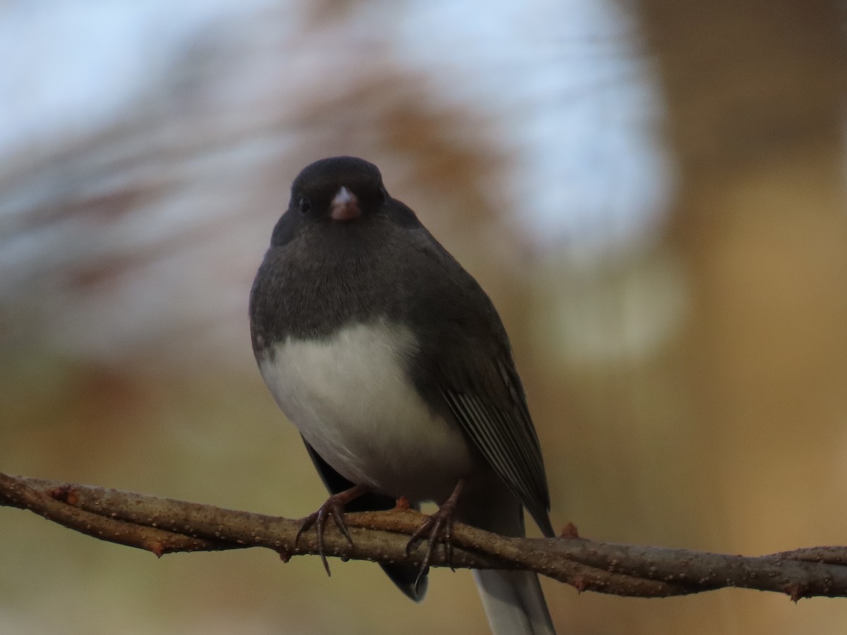 Dark-eyed Junco - ML612053032