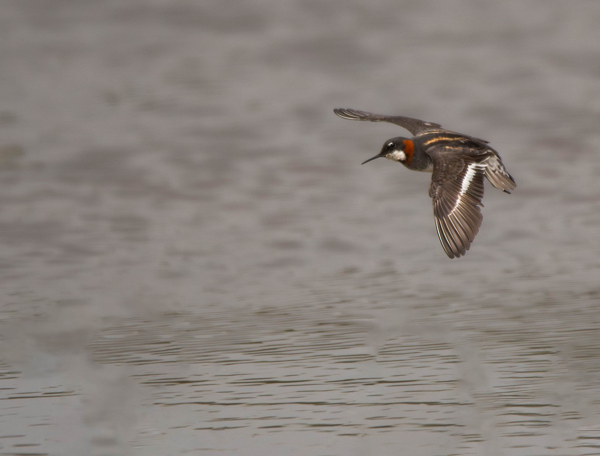 Red-necked Phalarope - ML612053034