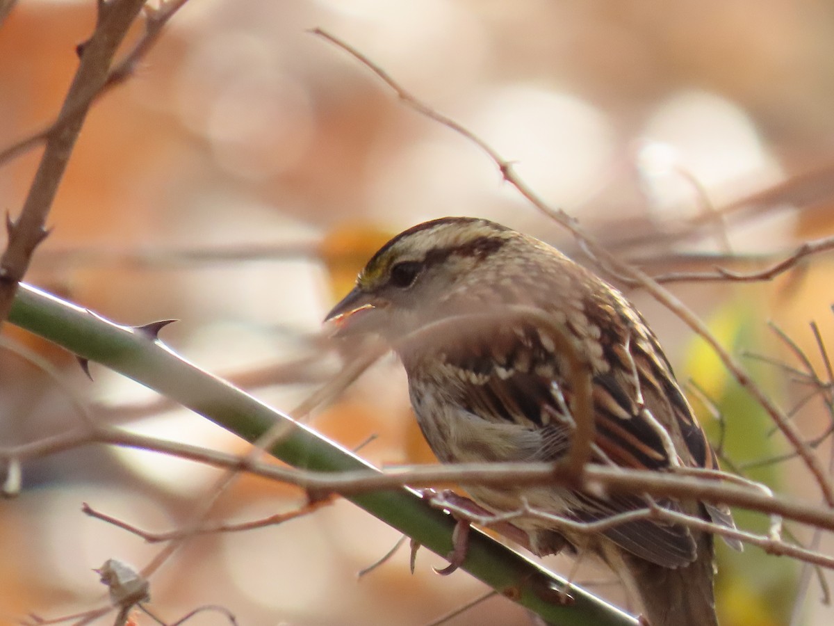 White-throated Sparrow - ML612053051