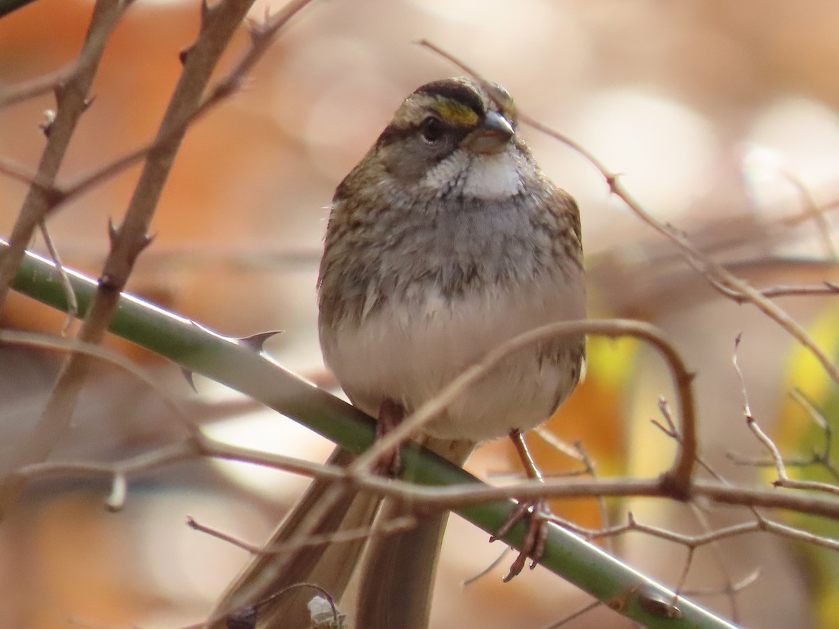 White-throated Sparrow - ML612053053