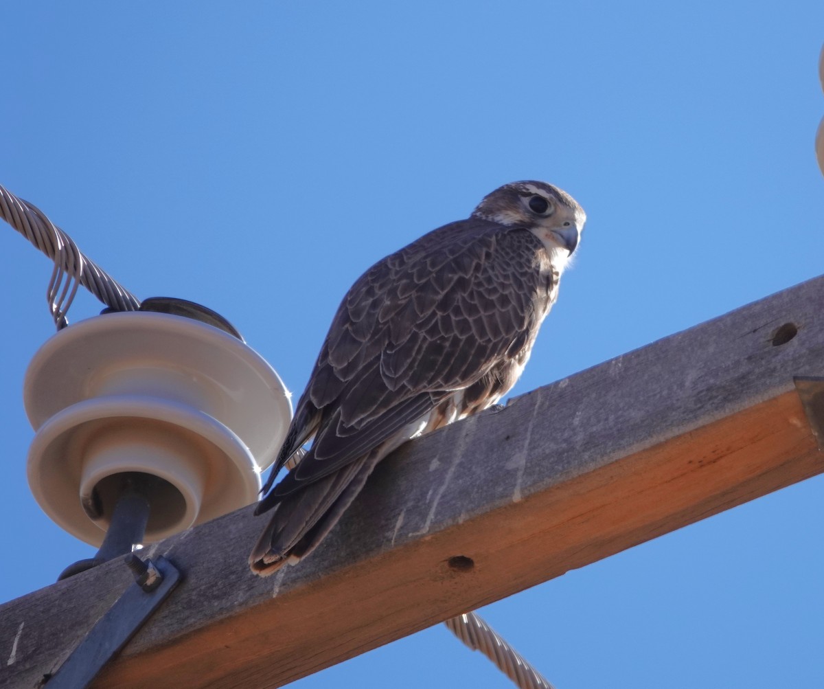 Prairie Falcon - Rene Laubach