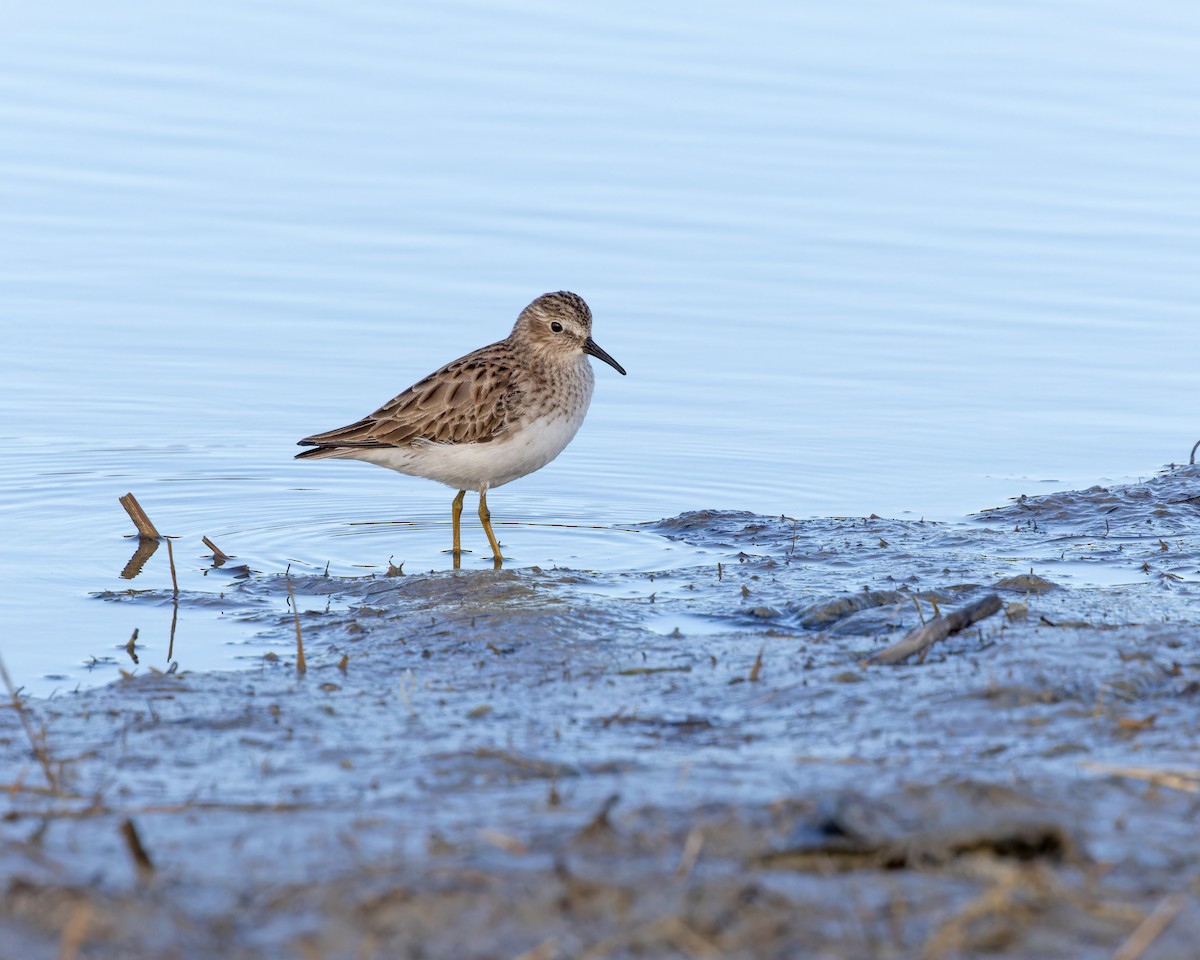 Least Sandpiper - ML612053119