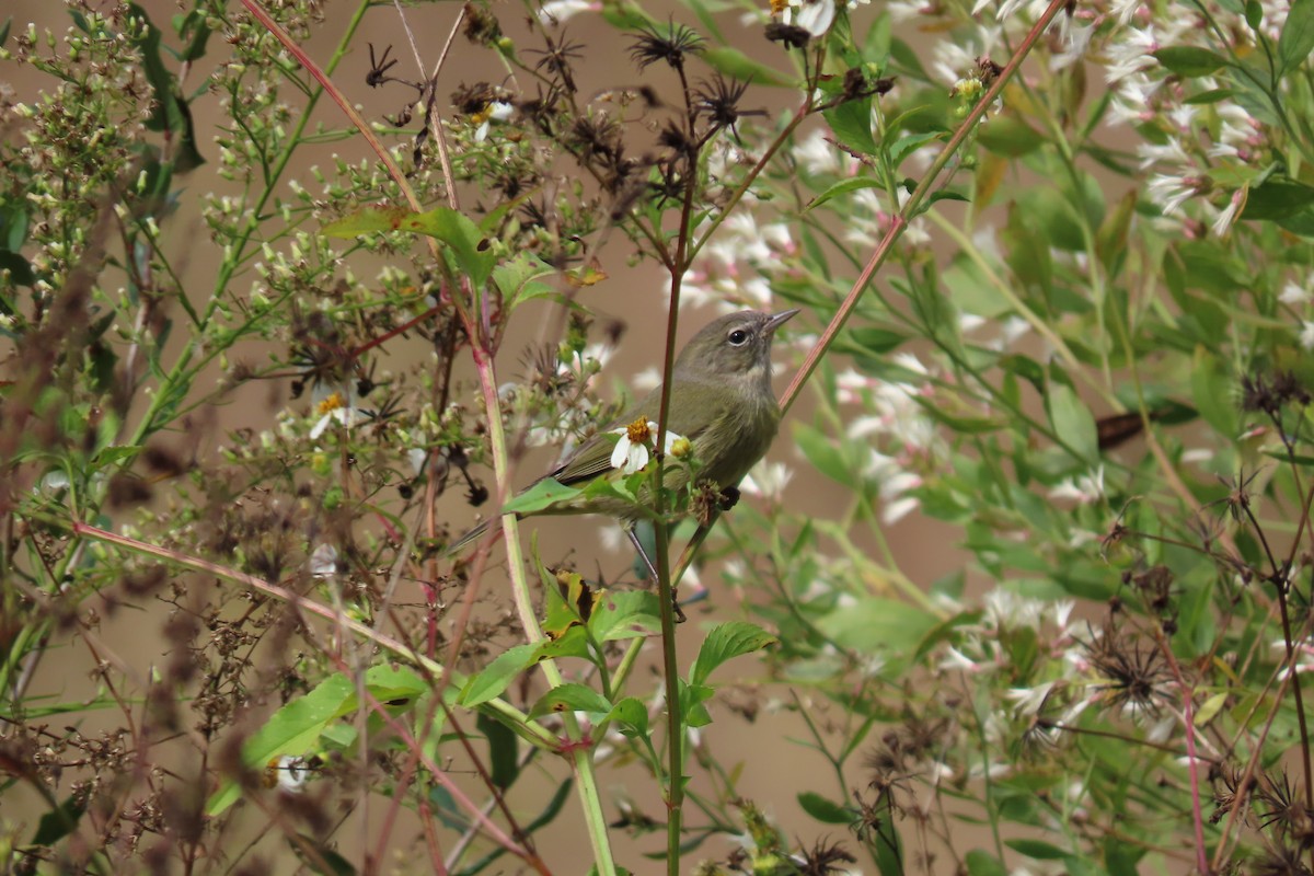 Orange-crowned Warbler - ML612053214