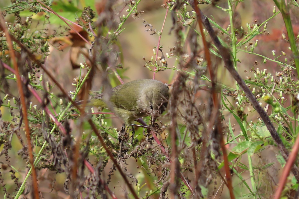 Orange-crowned Warbler - ML612053216