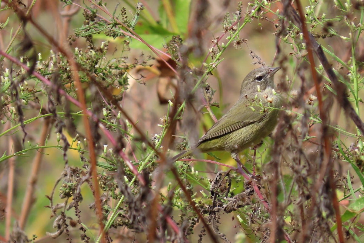 Orange-crowned Warbler - ML612053217