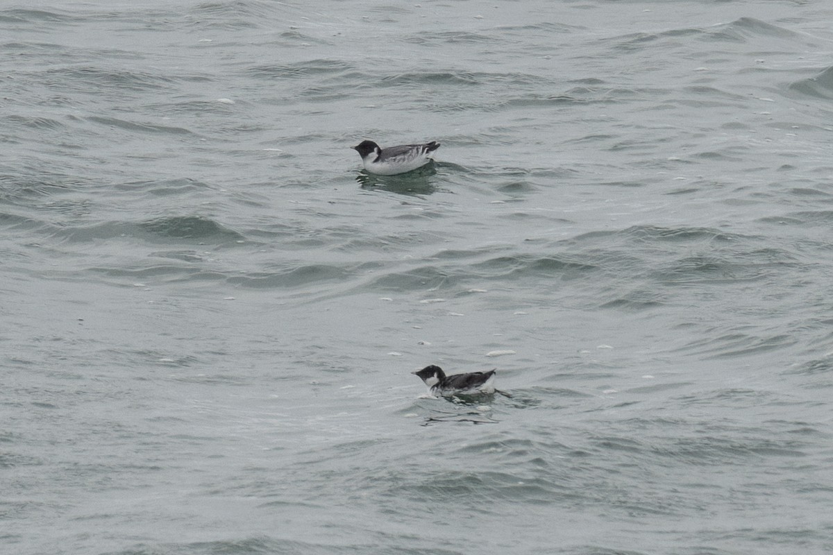 Guillemot à cou blanc - ML612053251