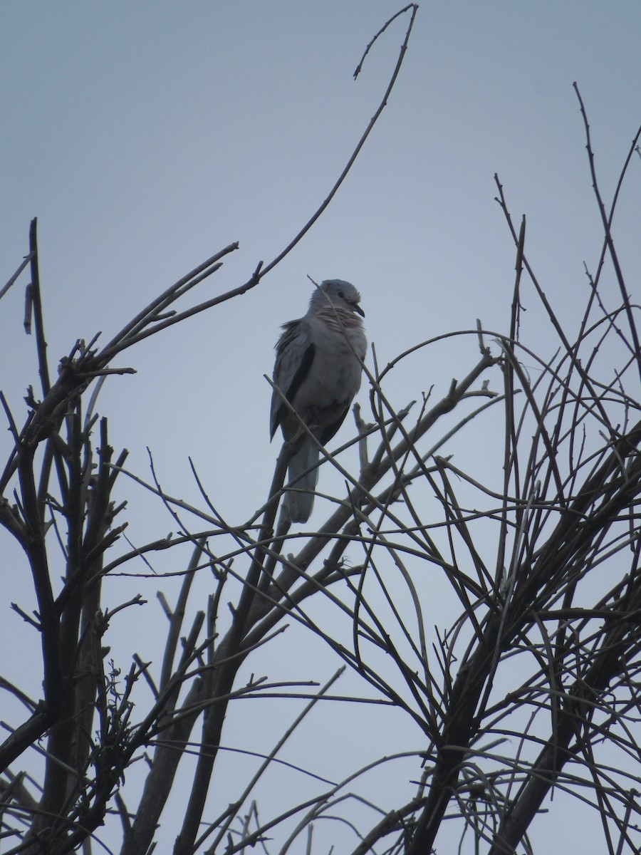 Picui Ground Dove - ML612053335