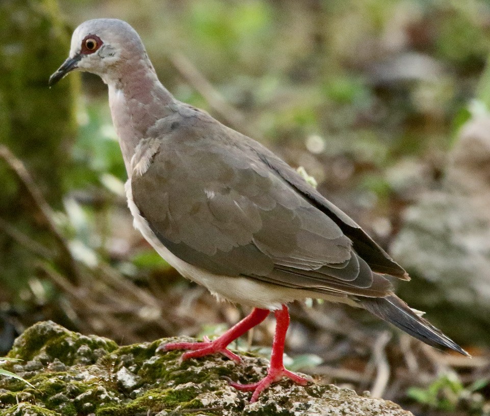 Caribbean Dove - ML612053449