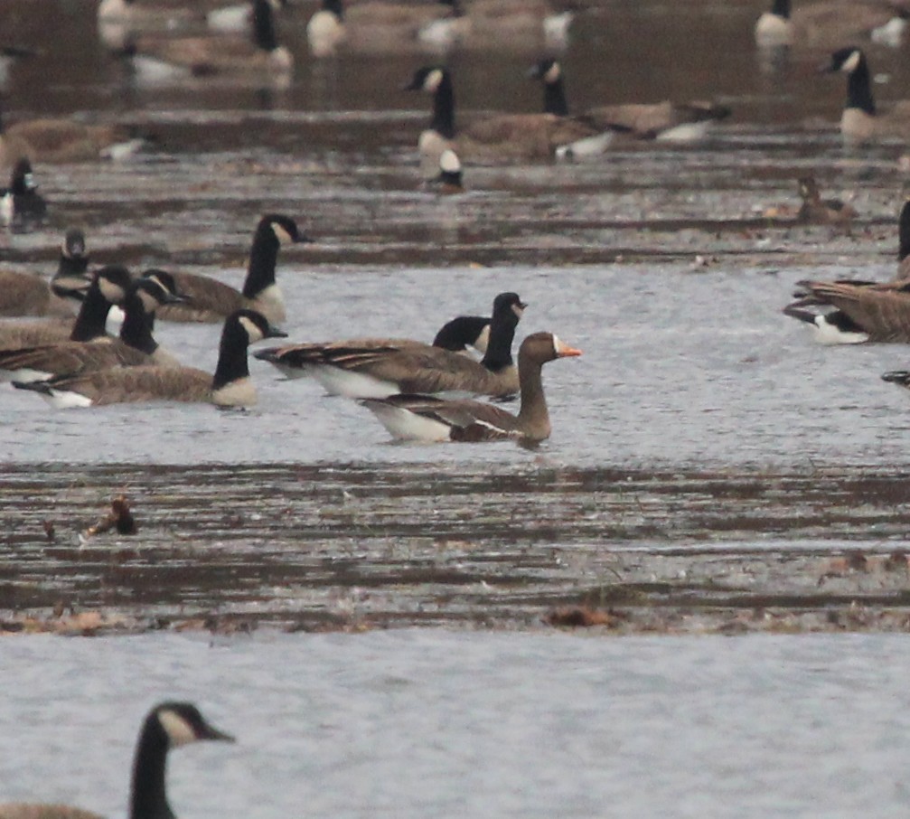Greater White-fronted Goose - ML612053597