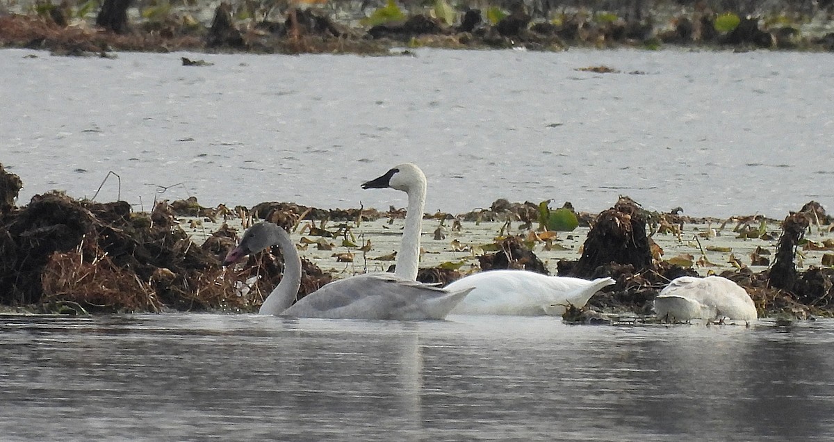 Tundra Swan (Whistling) - ML612053604