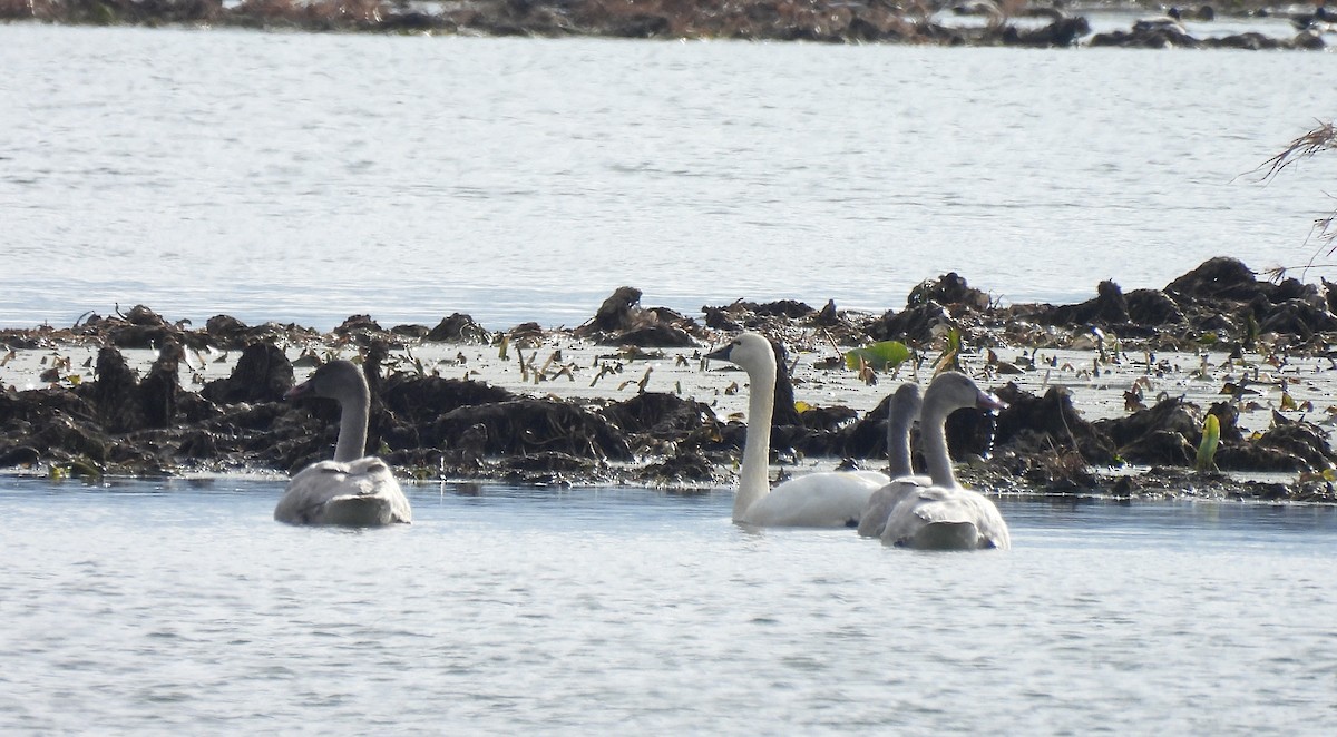 Tundra Swan (Whistling) - ML612053611