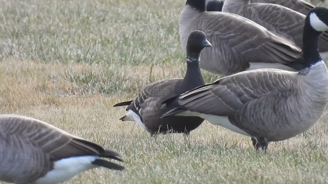 Brant - ML612053665