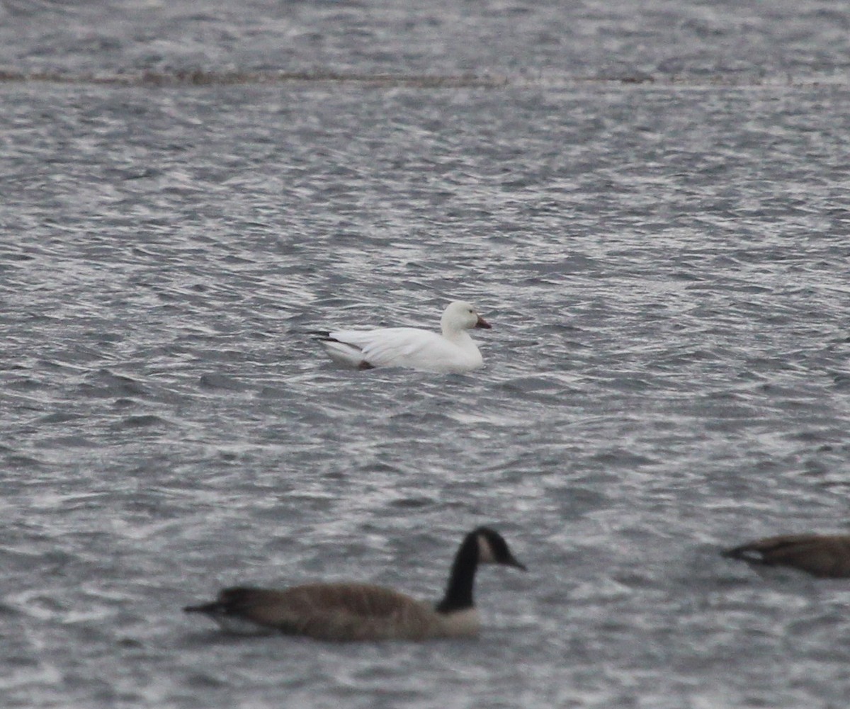 Snow Goose - ML612053669