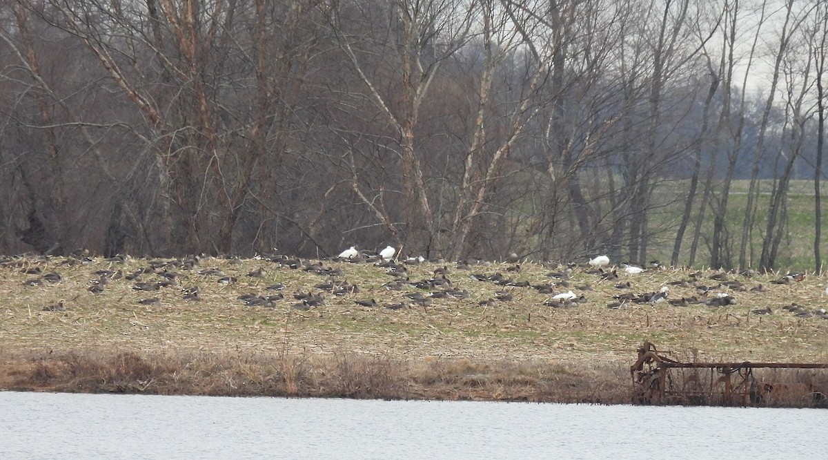 Greater White-fronted Goose (Western) - ML612053689