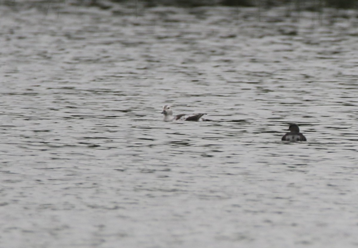 Long-tailed Duck - Kendall Watkins