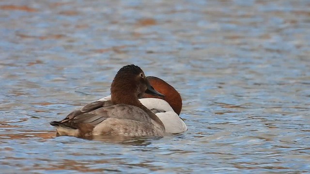 Canvasback - ML612053739