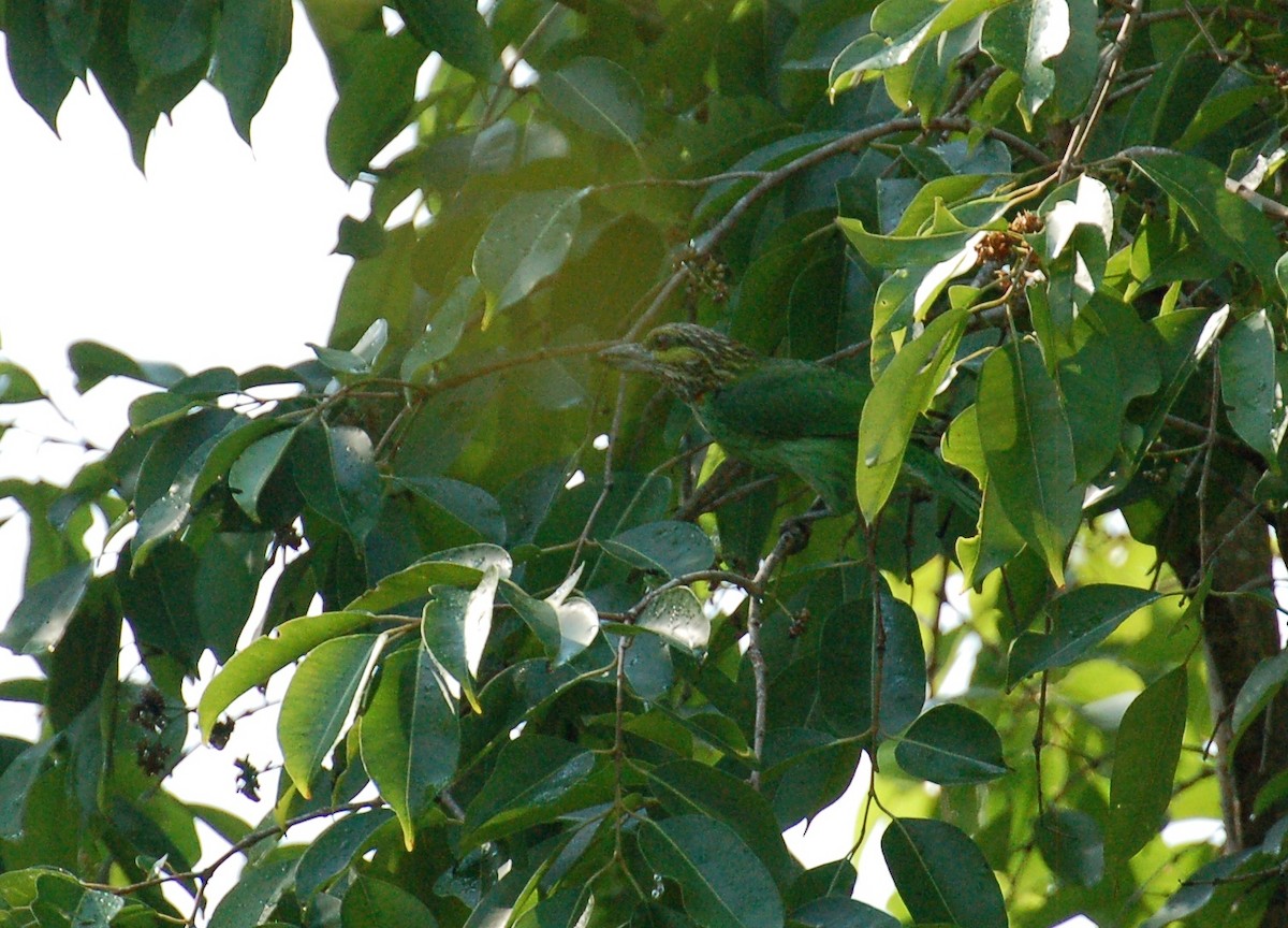 Green-eared Barbet - ML612053748