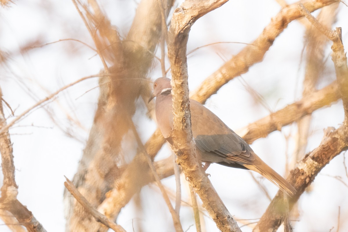 Sunda Collared-Dove - ML612053759