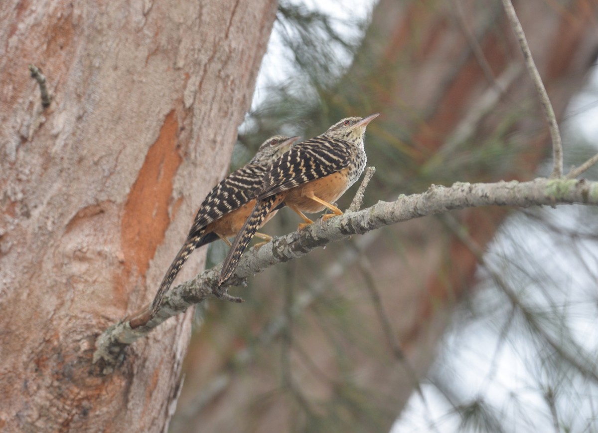 Band-backed Wren - ML612053776