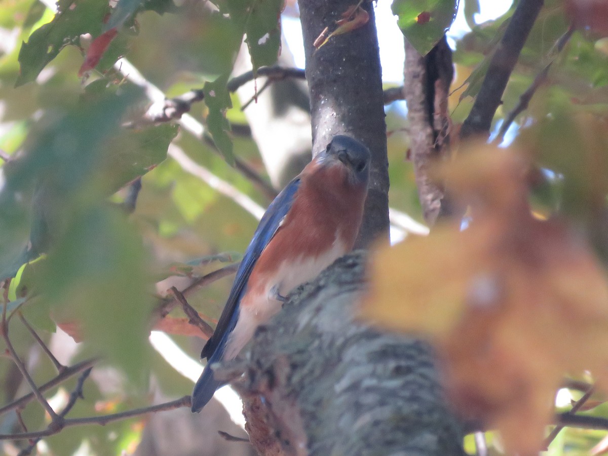 Eastern Bluebird - Curtis Mahon