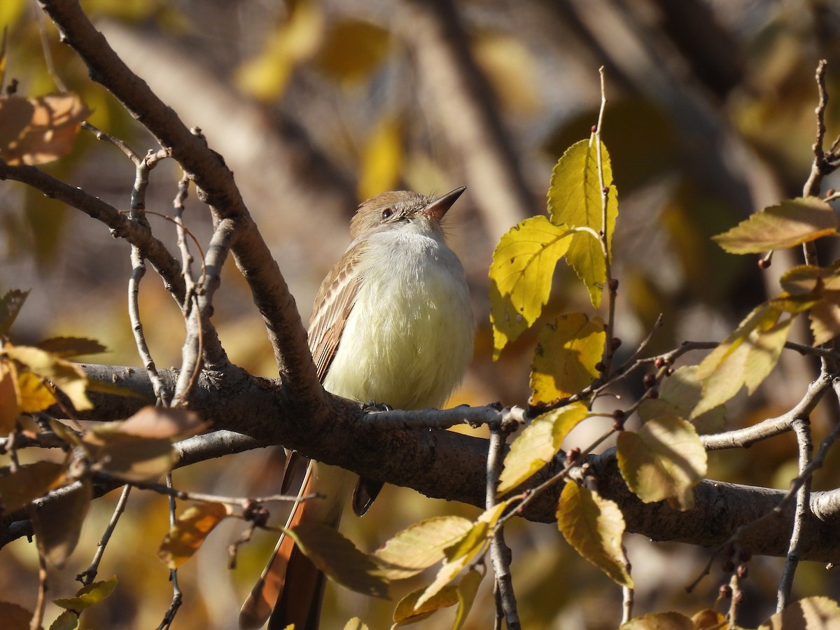 Ash-throated Flycatcher - ML612053835