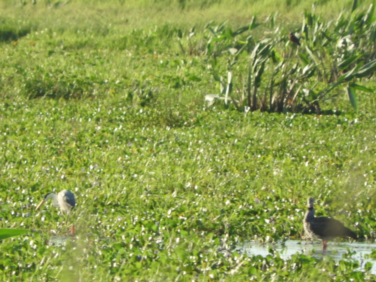 Southern Screamer - ML612053839