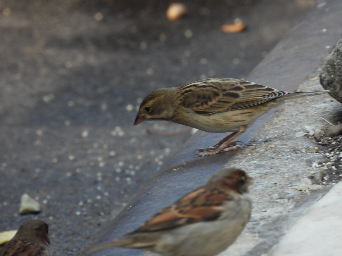 Dickcissel - ML612053842