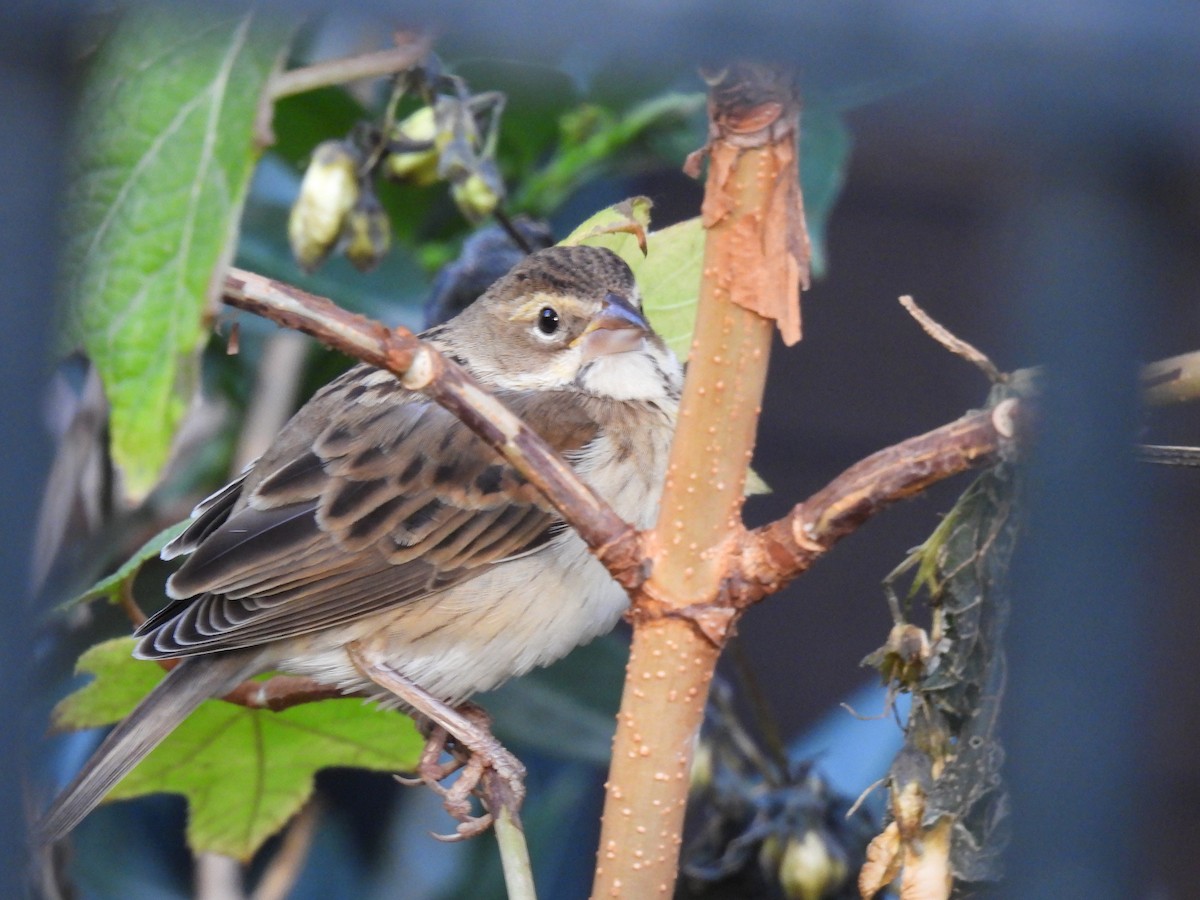 Dickcissel - ML612053845