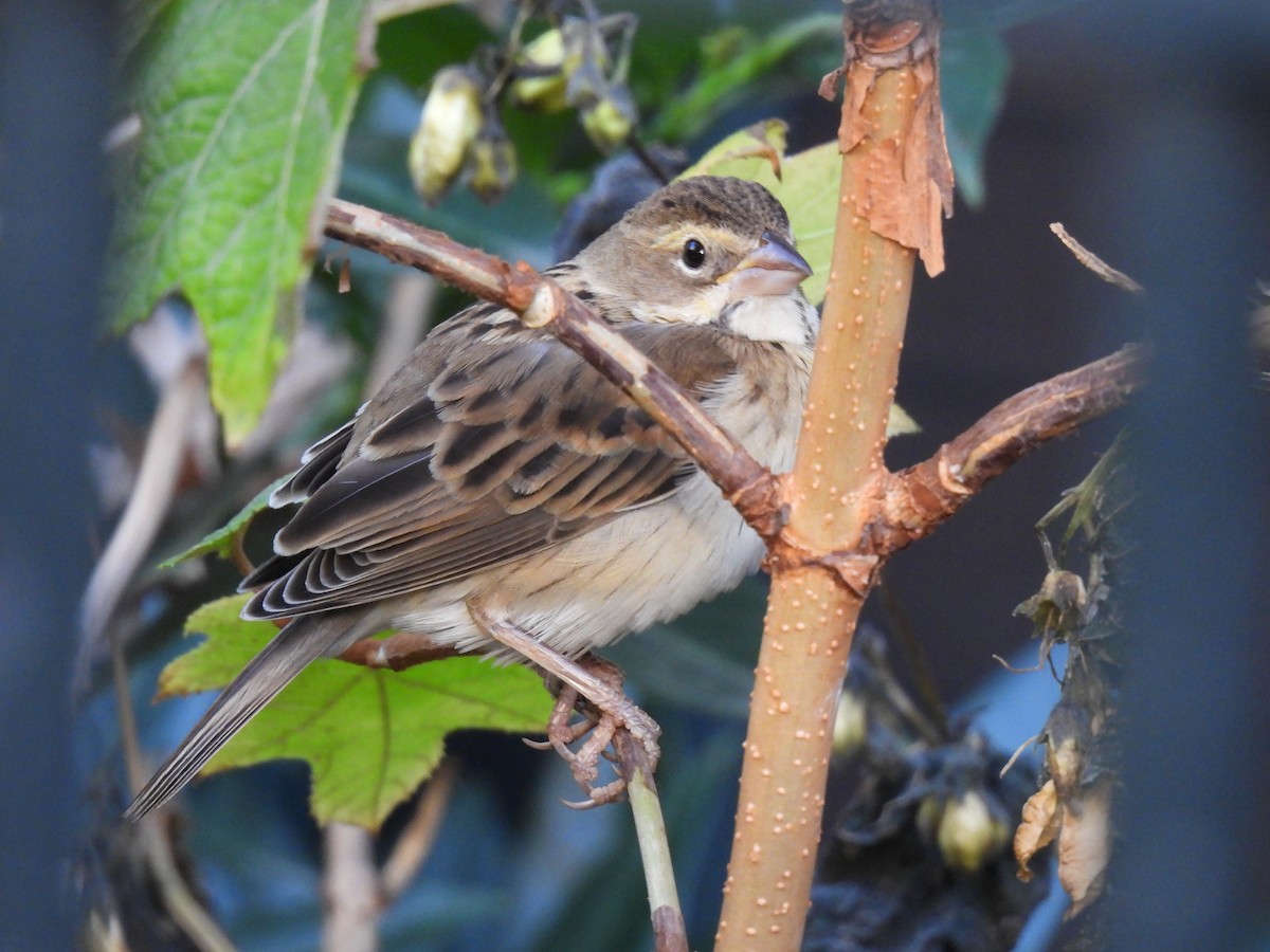 Dickcissel - ML612053847