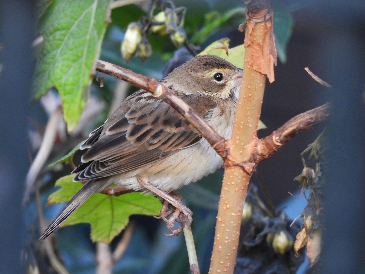 Dickcissel - ML612053848