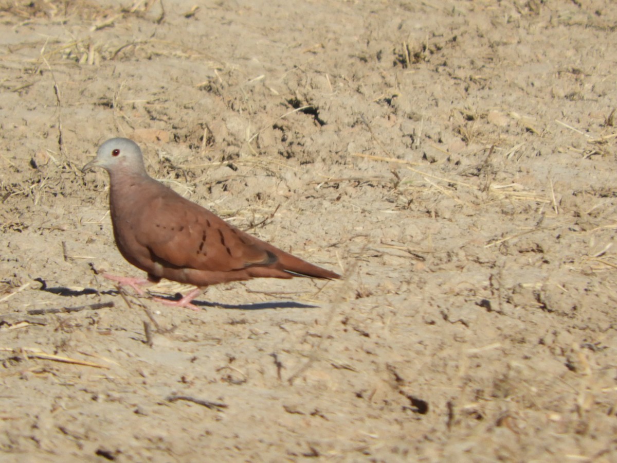 Ruddy Ground Dove - ML612053856