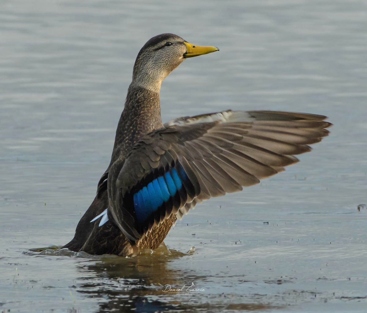 American Black Duck - ML612053858