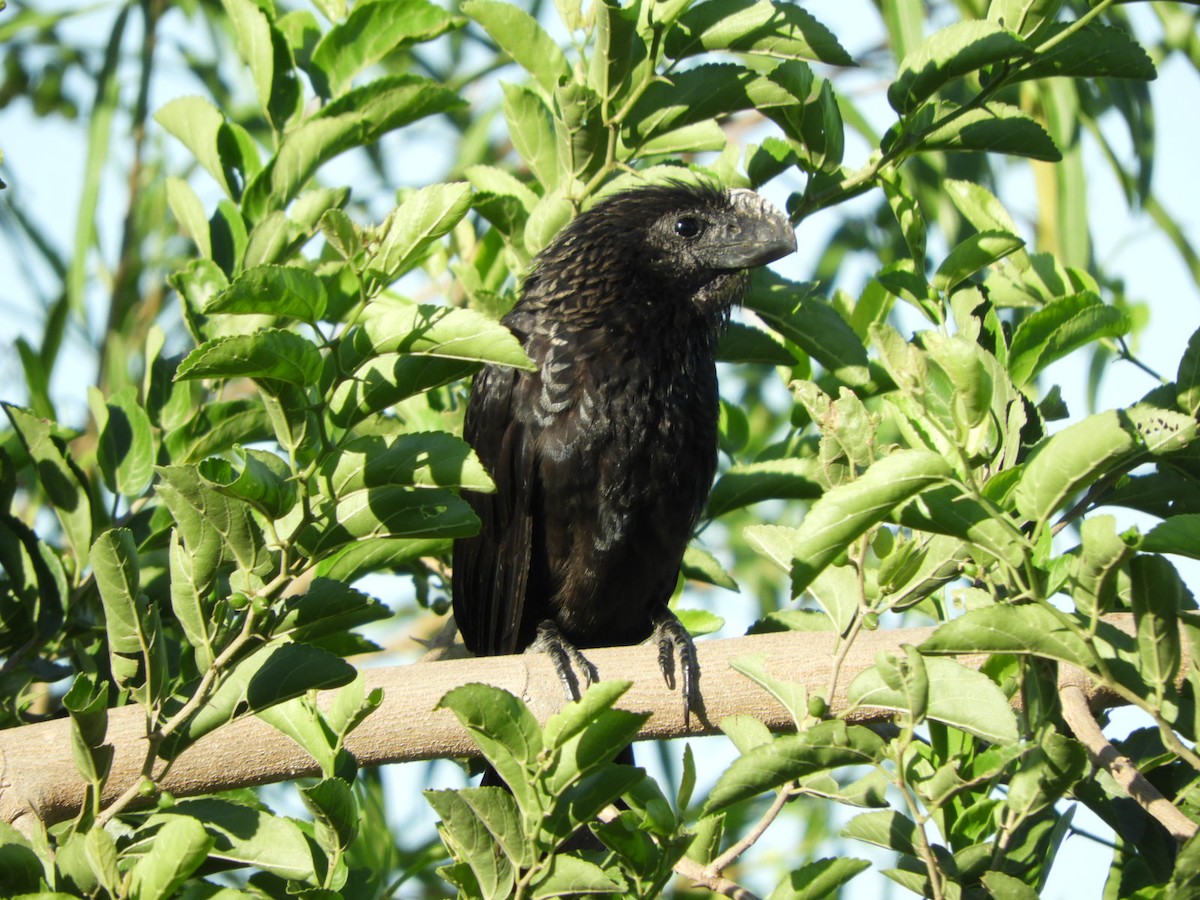 Smooth-billed Ani - ML612053894