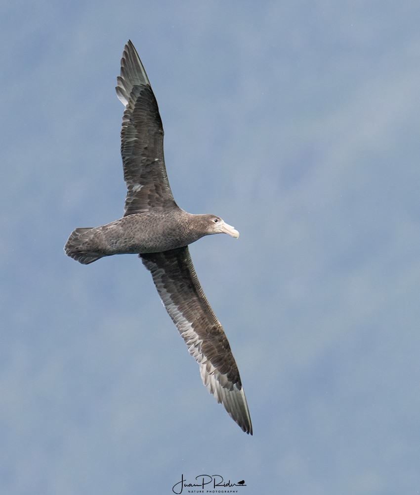 Southern Giant-Petrel - JUAN PABLO  RIDER LEGISOS