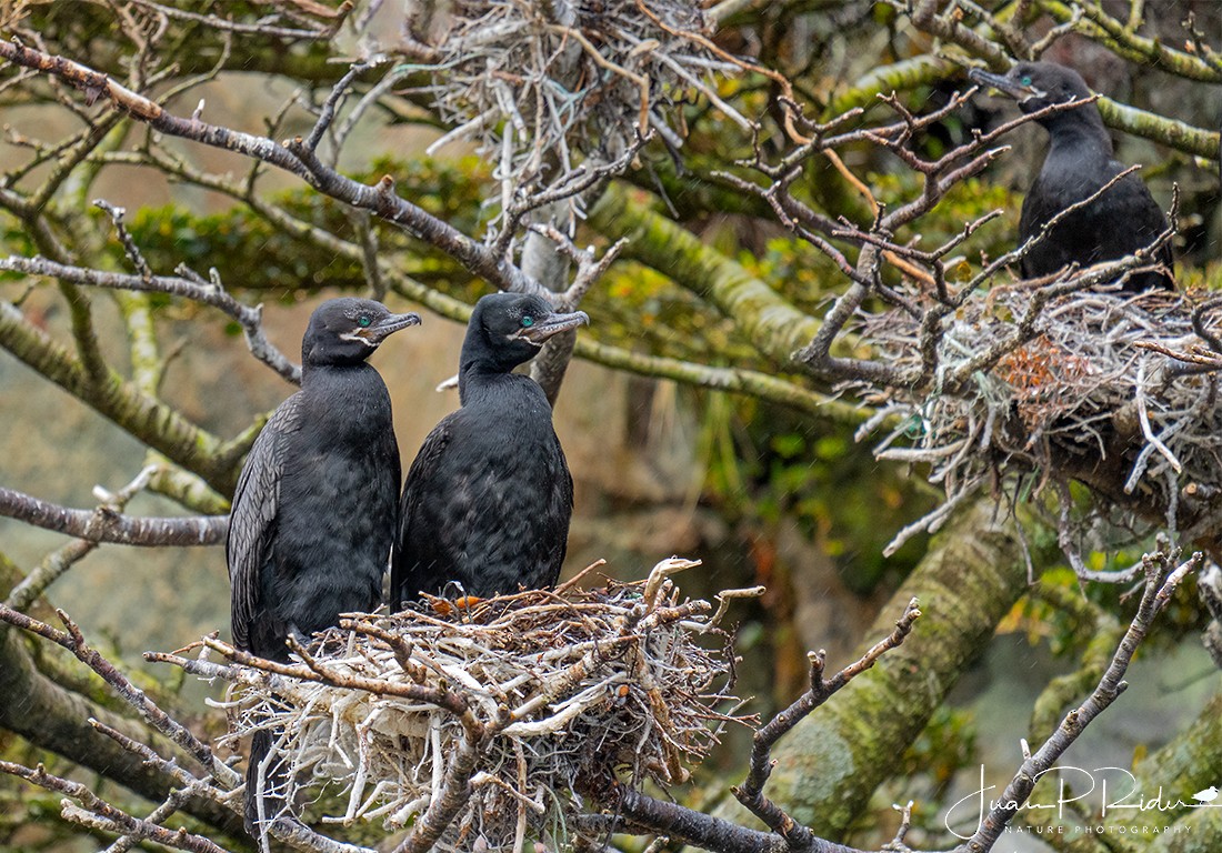 Cormorán Biguá - ML612053978