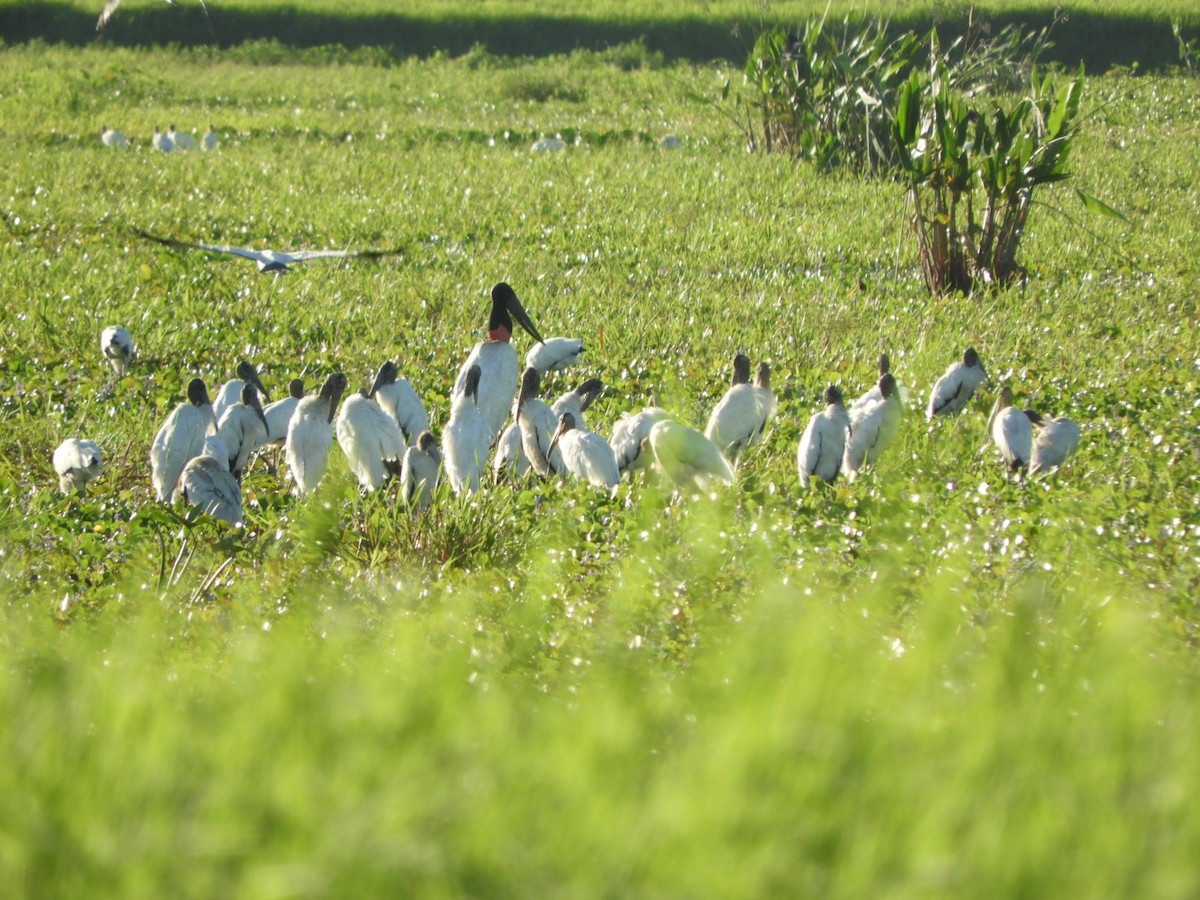 čáp jabiru - ML612053990