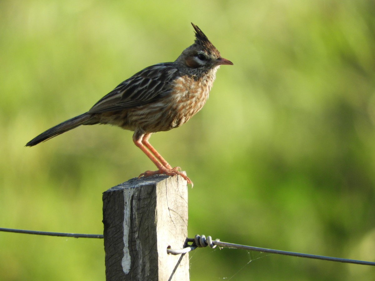 Lark-like Brushrunner - ML612054075