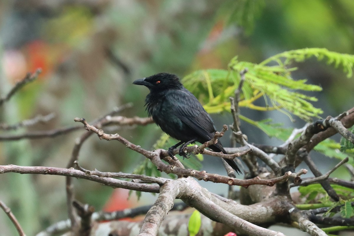 Singing Starling - ML612054136