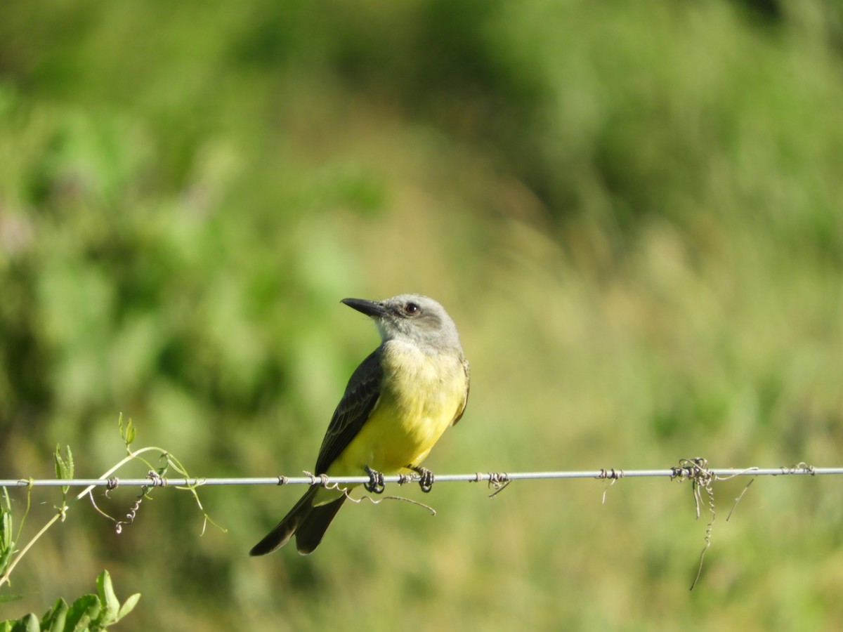 Tropical Kingbird - Silvia Enggist