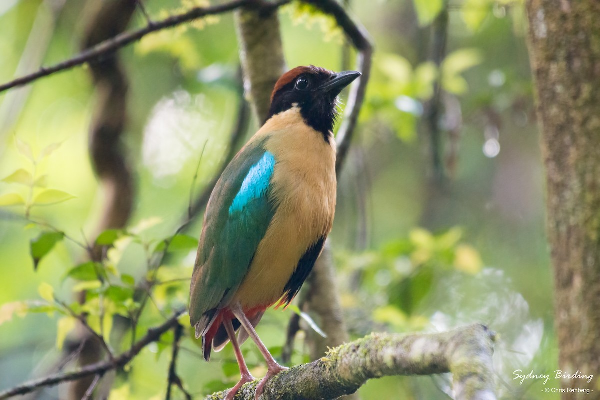 Noisy Pitta - ML612054225