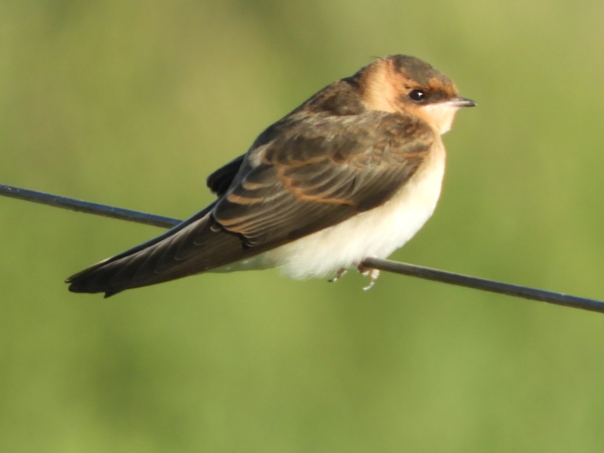 Tawny-headed Swallow - Silvia Enggist