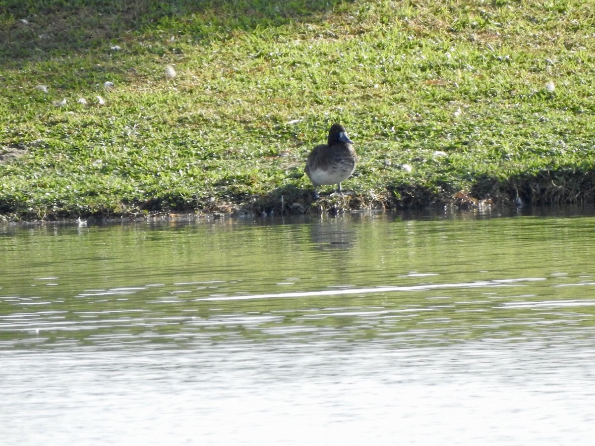 Lesser Scaup - ML612054255