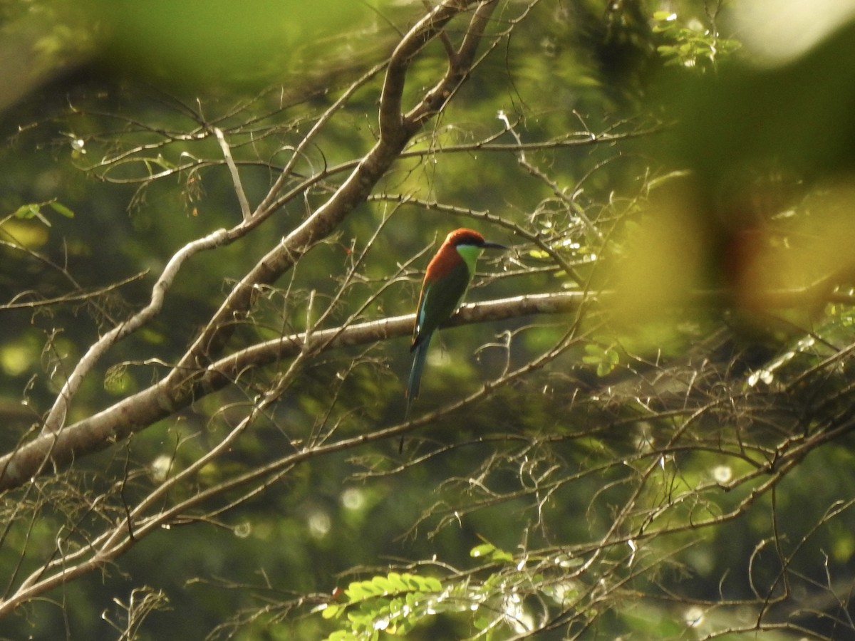 Rufous-crowned Bee-eater - Noam Markus