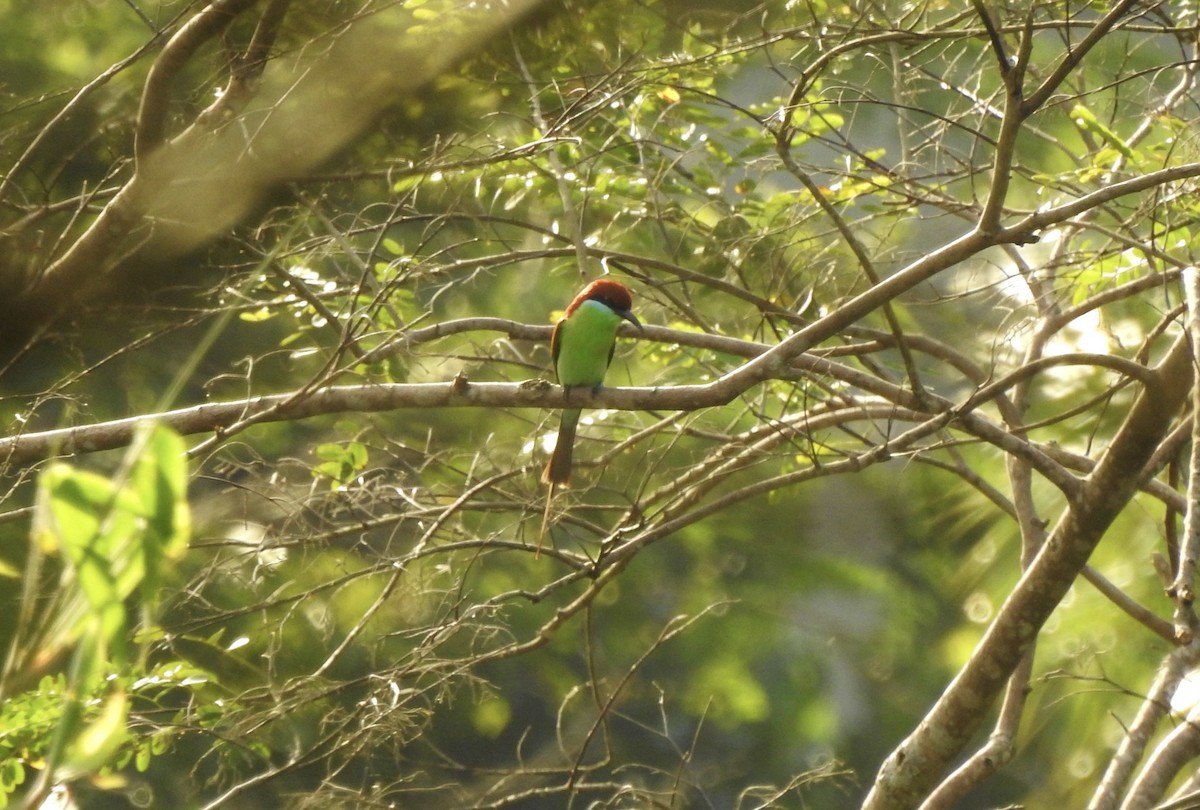 Rufous-crowned Bee-eater - Noam Markus